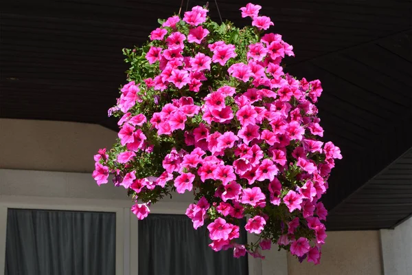 Bright Pink Petunia Hanging Pot — Stock Photo, Image