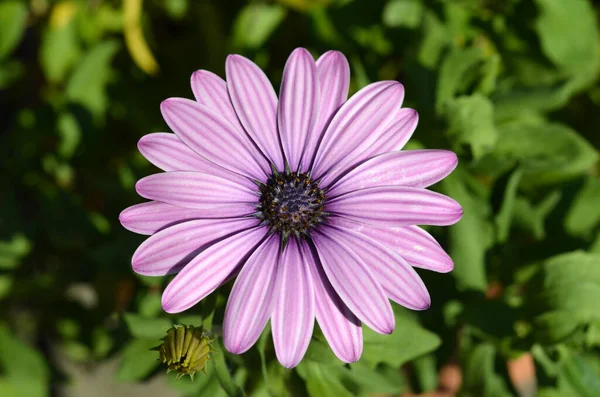 Makro Obraz Purpurowy Gazania Kwiat — Zdjęcie stockowe