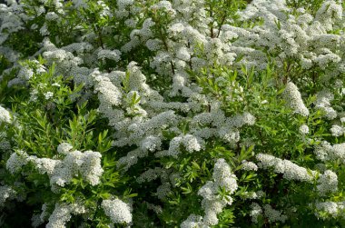 çiçek arkaplan beyaz spirea çiçek çiçek çiçek