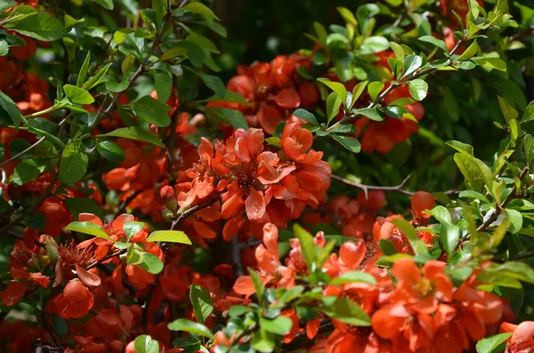Kvetoucí Okrasné Quince Keře Šarlatovými Květy — Stock fotografie