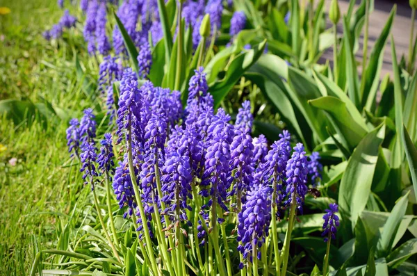 Azul Muscari Belas Flores Pequenas Canteiro Flores — Fotografia de Stock