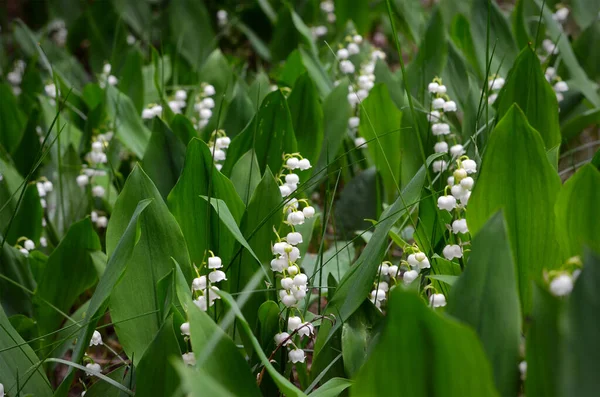 Лилии Долины Красивые Белые Цветы Лесу — стоковое фото