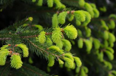 İlkbaharda iğne dalları