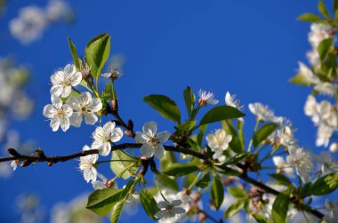 Bahçedeki beyaz bir kiraz ağacının dalları