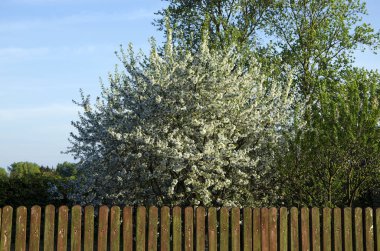 Bahçedeki kiraz ağacı kırsaldaki bir çitin arkasında