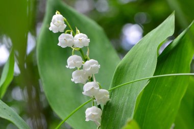 Vadi bahar çiçeklerinin zambakları