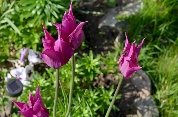 春天花坛上的紫色郁金香 — 图库照片