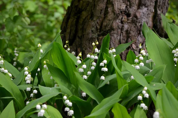 Lelies Van Vallei Groeien Buurt Van Een Boom Het Bos — Stockfoto