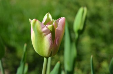 Lale pembe tomurcuğunun yeşil yakın plan makro görüntüsü