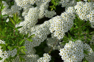 Bahçede beyaz çiçeklerle süslü, çiçekli bir spiraea çalısı.