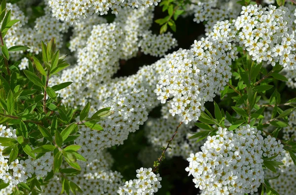 Dekorativní Kvetoucí Keř Spirály Bílými Květy Zahradě — Stock fotografie