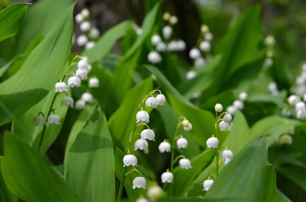 Macro Immagine Gigli Della Valle Bellissimi Fiori — Foto Stock