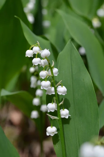Flores Brancas Floresta Primavera Lírios Planta Vale Perto — Fotografia de Stock
