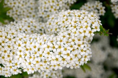 Bahçede beyaz çiçekli spiraea. Yaklaş.