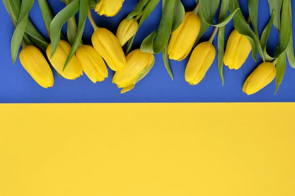 Žluté Tulipány Žlutomodrém Podkladu Ležely — Stock fotografie