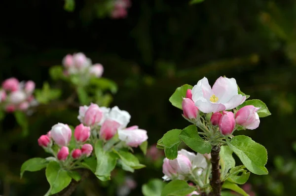 Kvetoucí Ovocný Strom Jabloně Bílo Růžové Květy Zblízka — Stock fotografie
