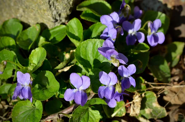 Violet Flowers Garden Spring Close — ストック写真