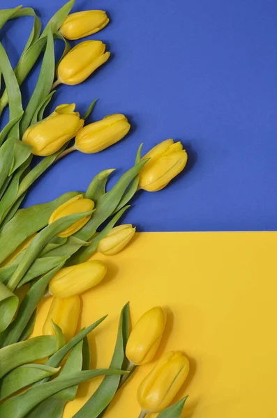 Свіжі Красиві Жовті Тюльпани Жовтому Синьому Фоні — стокове фото