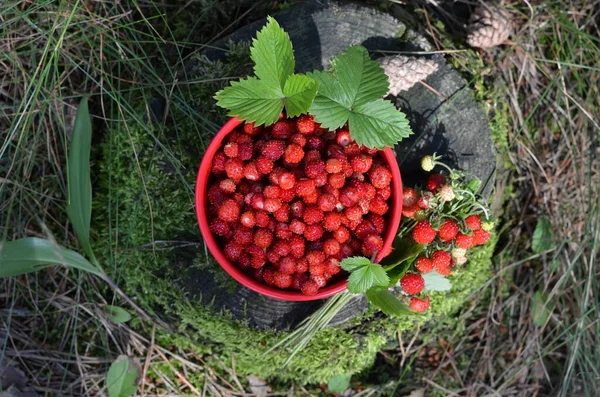 Wild Strawberries Bowl View — Stock Photo, Image