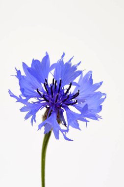 Beyaz arkaplanda bir mavi çiçek, mısır çiçeği makrosu resmi