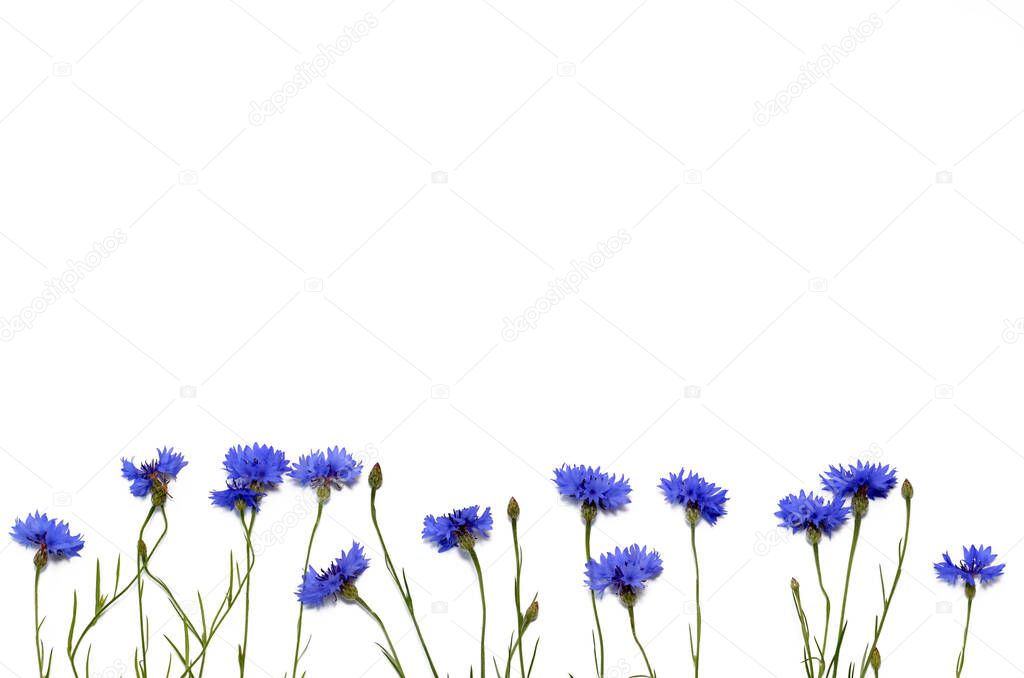a lot of blue cornflowers flowers isolated on white background, copy space