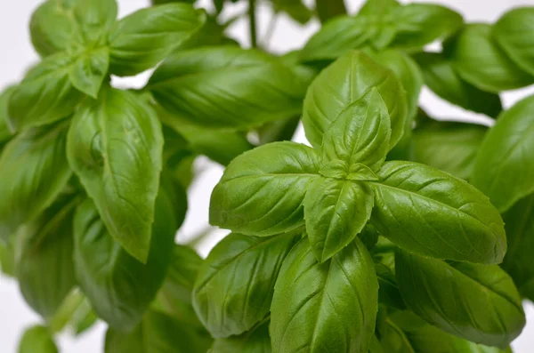 Green Basil Leaves Close Herbs Kitchen White Background — Stok Foto