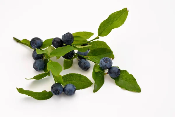Sprigs Forest Blueberries Berries White Background — Φωτογραφία Αρχείου