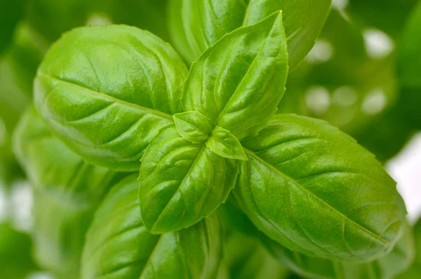 Macro Image Green Basil Leaves — 图库照片