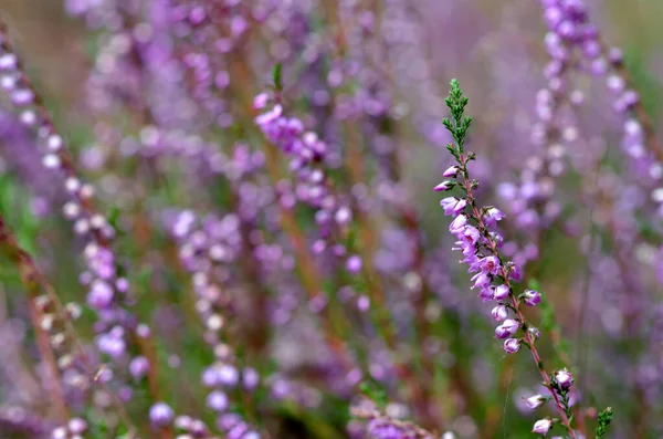 Çiçek açan bir bitkinin makro görüntüsü