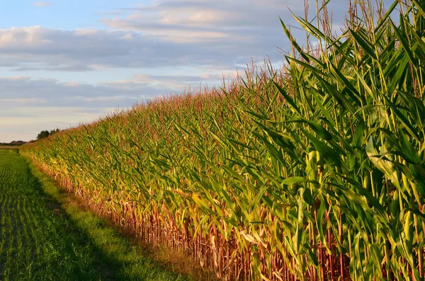 Jordbruksindustriella Landskapsväxter För Jordbruk Djurfoder Och Biobränslen — Stockfoto