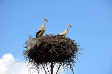 Bahçedeki bir yuvadaki leylekler