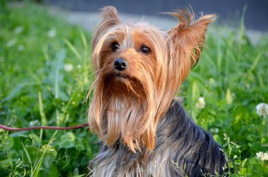 Yeşil çimlerde Yorkshire Teriyer Köpeği