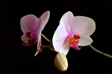 Siyah arkaplanda güzel orkide çiçekleri