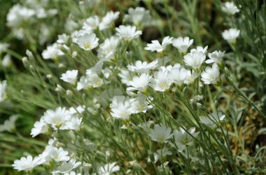 Bahçedeki güzel beyaz çiçekler