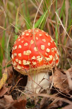 Çimlerde kırmızı mantar 