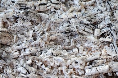 Ölü ormanın kuru kömürleri.