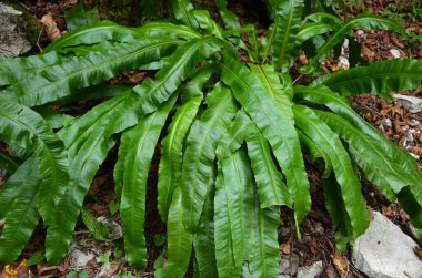 güzel egzotik tropikal yapraklar