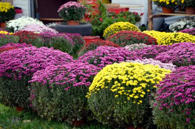 Bahçedeki güzel kasımpatı çiçekleri 