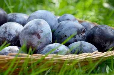 Taze erikler yeşil çimen arka planında bir sepette
