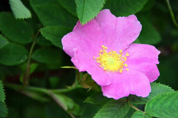 beautiful pink flower in the garden