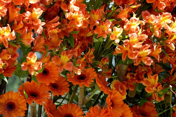 Bahçedeki Güzel Portakal Çiçekleri — Stok fotoğraf