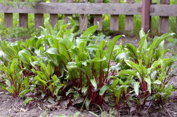 Beautiful Green Lettuce Garden — Stock Photo, Image