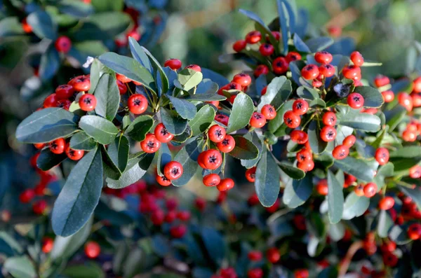 Close Van Een Rode Bessen Van Een Bush — Stockfoto