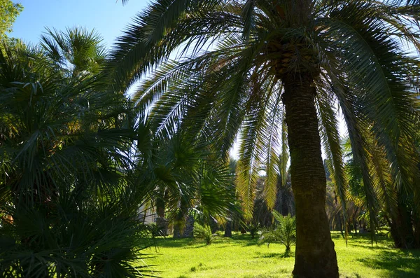 Grüne Tropische Palmen Mit Blauem Himmel — Stockfoto