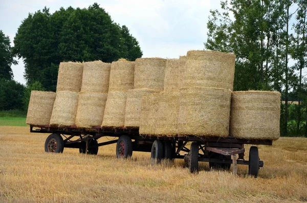 Transport Högen Med Höbalar — Stockfoto