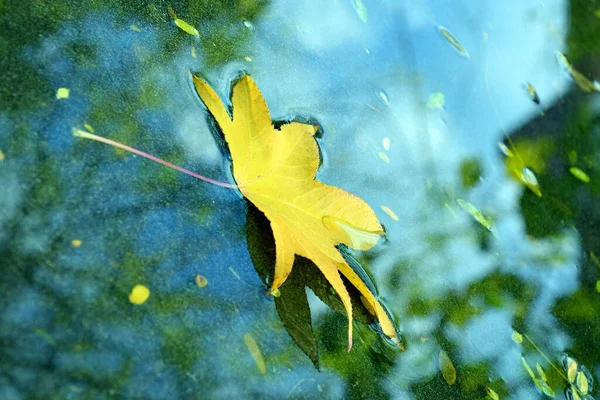 Bella Foglia Gialla Acqua — Foto Stock