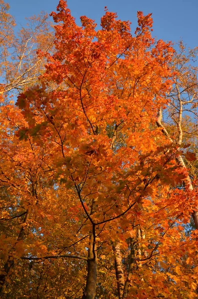 Beautiful Autumn Leaves Fall Foliage Trees Blue Sky — Stock Photo, Image