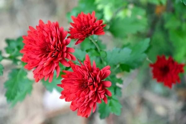 Όμορφα Κόκκινα Λουλούδια Στον Κήπο — Φωτογραφία Αρχείου