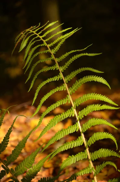 Fern Liści Lesie — Zdjęcie stockowe