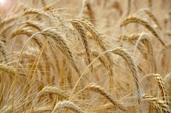 Zlaté Pšeničné Uši Poli — Stock fotografie
